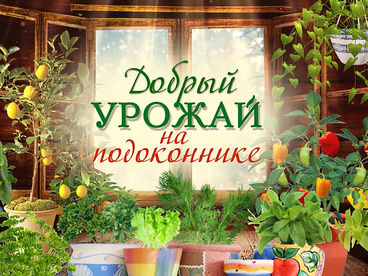 Добрый урожай на подоконнике Добрый урожай на подоконнике