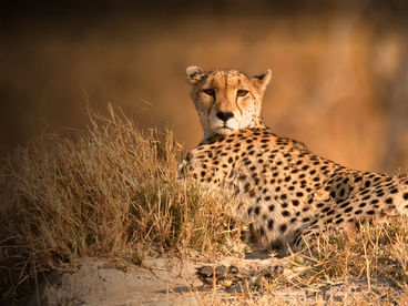 Cheetah: the price of speed