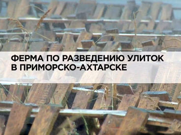 Ферма по разведению улиток в Приморско-Ахтарске