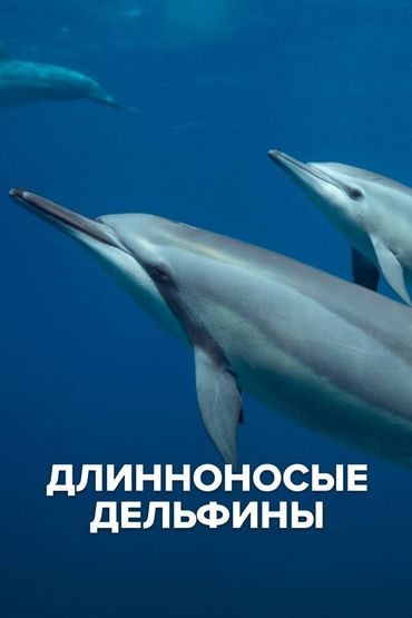 Длинноносые дельфины