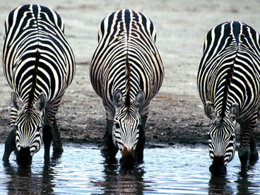 Охота одноглазки