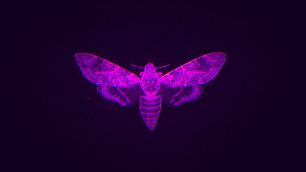Rasa - Фиолетово