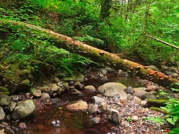 Ракел Крик Ракел Крик