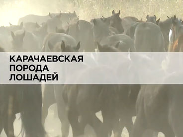 Карачаевская порода лошадей Карачаевская порода лошадей