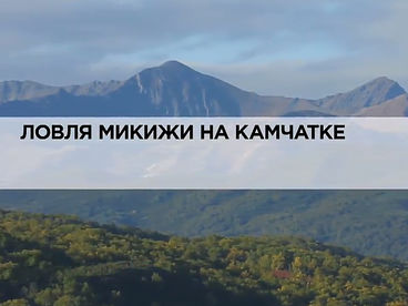 Ловля микижи на Камчатке Ловля микижи на Камчатке