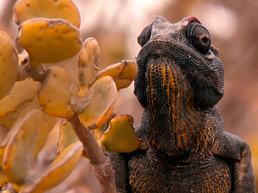 Изобретения природы Изобретения природы