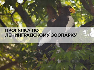 Прогулка по Ленинградскому зоопарку Прогулка по Ленинградскому зоопарку