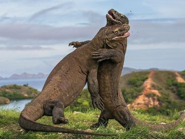 Водный мир острова Комодо Водный мир острова Комодо
