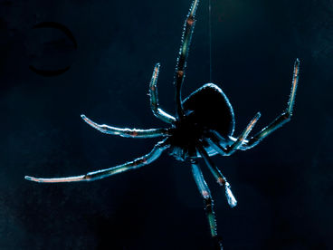 Дикие убийцы Дикие убийцы