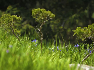 Ущелье Барскоон Ущелье Барскоон