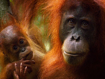 Воспитание молодых орангутанов в Индонезии Воспитание молодых орангутанов в Индонезии