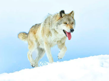 Путешествие волка Путешествие волка