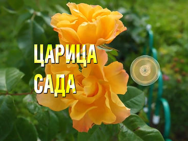 Царица сада Царица сада