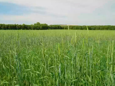 Озимая рожь