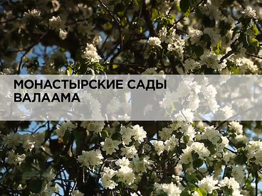 Монастырские сады Валаама Монастырские сады Валаама
