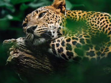 Ягуар – король джунглей Ягуар – король джунглей