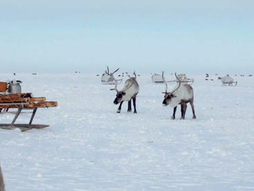 Северный олень Северный олень