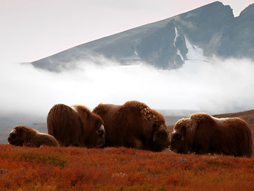 В европейской глуши В европейской глуши