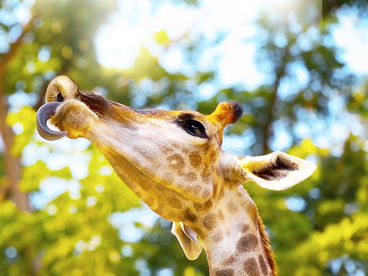 Гиганты дикой природы Гиганты дикой природы