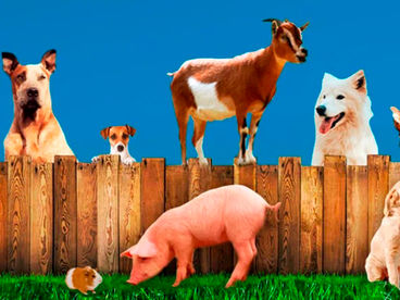 Лучшие друзья собак Лучшие друзья собак