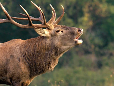 Дикая Италия: главные хищники Дикая Италия: главные хищники