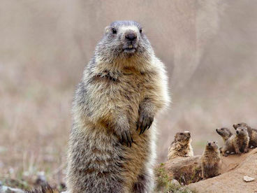 Жизнь сурка Жизнь сурка