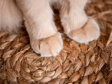 Видели лапки! Видели лапки!