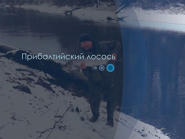 Прибалтийский лосось Прибалтийский лосось