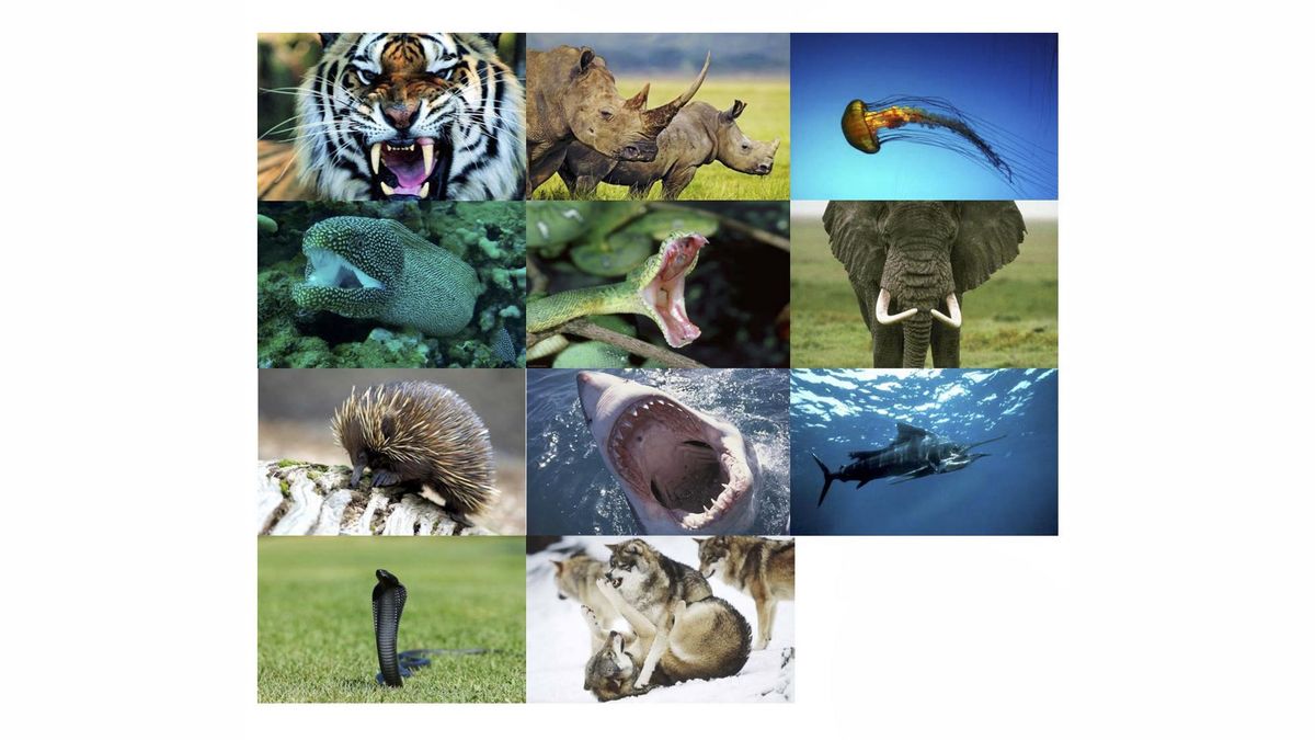 Живое оружие