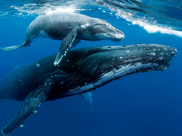 Морские млекопитающие: чемпионы глубин Морские млекопитающие: чемпионы глубин