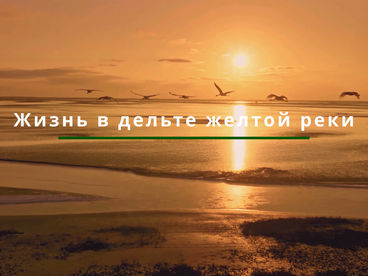 Жизнь в дельте Жёлтой реки Жизнь в дельте Жёлтой реки
