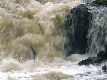 Атлантический лосось. Путь домой