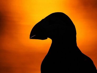 Дикая Шотландия