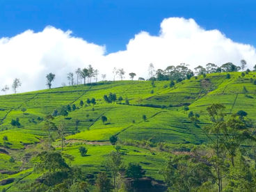 Чайные плантации Чайные плантации