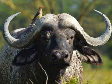 Спаситель буйволов Спаситель буйволов