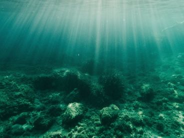 Подводный мир Мартиники Подводный мир Мартиники