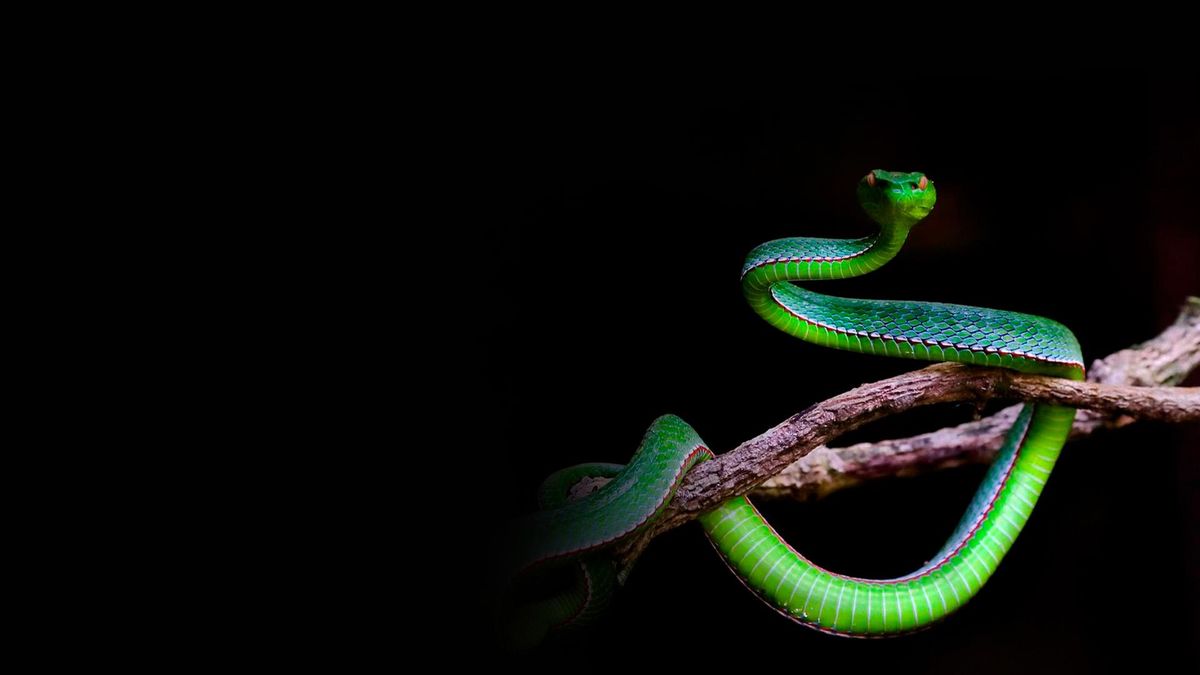 Спецназ животного мира