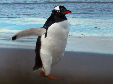 Фолклендские острова. Заповедник дикой природы Фолклендские острова. Заповедник дикой природы