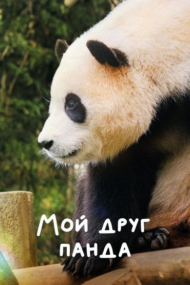 Мой друг панда