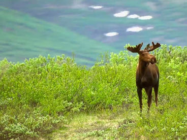Удивительный мир дикой природы Удивительный мир дикой природы