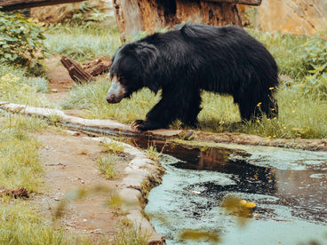 Медведь-губач: рождение принца