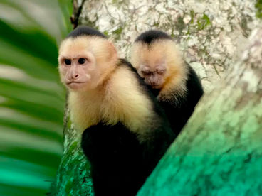 На грани вымирания