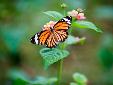 Озеро Асфар в Саудовской Аравии