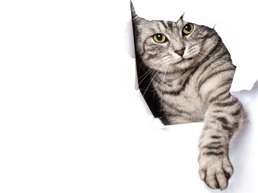 Кошкин дом Кошкин дом