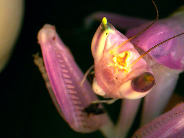 Секрет орхидейного богомола в Индонезии Секрет орхидейного богомола в Индонезии