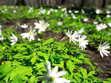 Весенний лес Весенний лес