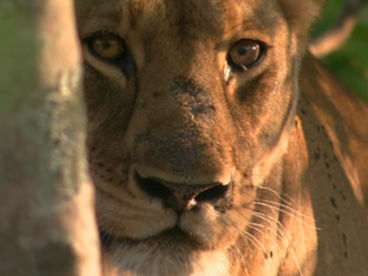 Африканские истории Африканские истории