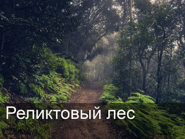 Реликтовый лес Реликтовый лес