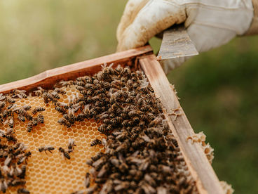 Повелители пчёл Повелители пчёл