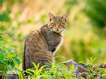 Европейские кошки Европейские кошки